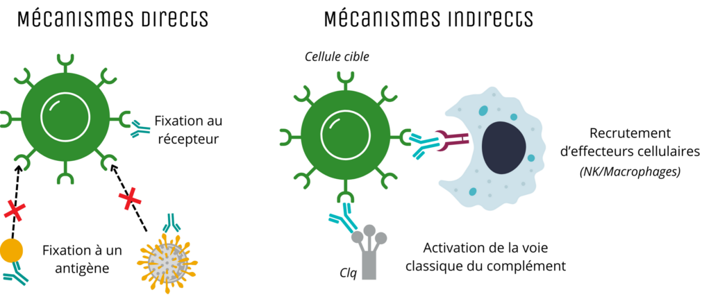 anticorps monoclonal ; mAbs ; mAb ; mécanisme d'action