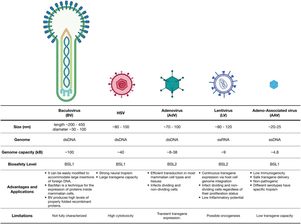 viral vectors, vecteurs viraux, taille, génome